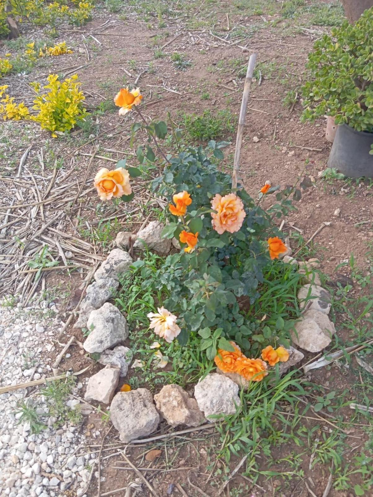 Casolare Giardino Aiarella-Assunta Apartment Merine Bilik gambar